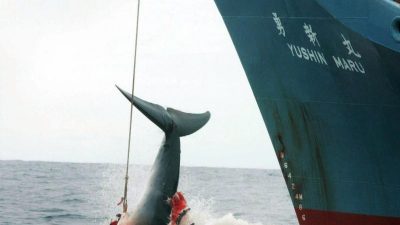 Japan will Walfangverbot kippen