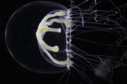 Neue Quallenart breitet sich in der Ostsee aus