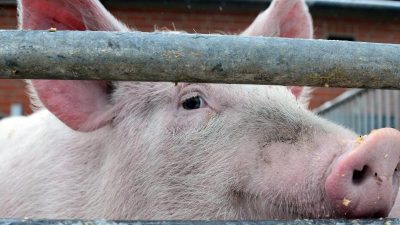 Afrikanische Schweinepest nahe belgisch-deutscher Grenze