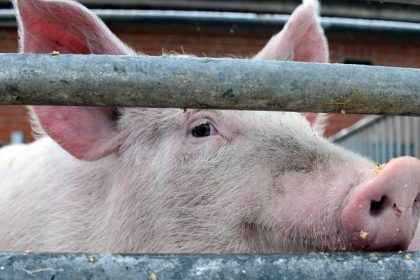 Afrikanische Schweinepest nahe belgisch-deutscher Grenze