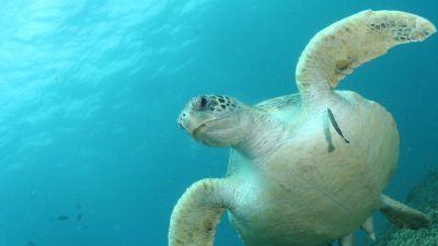 Junge Meeresschildkröten stärker von Plastikmüll bedroht