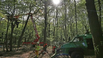 RWE: „Die Annahme, dass der Hambacher Forst gerettet werden kann, das ist Illusion“