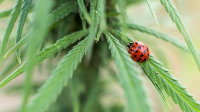 Erste Ernte von Medizinal-Cannabis in Deutschland Ende 2020 erwartet