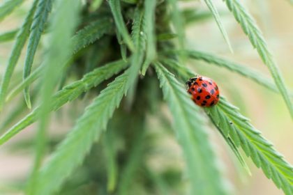 Erste Ernte von Medizinal-Cannabis in Deutschland Ende 2020 erwartet