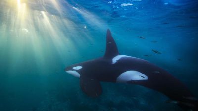 Schwertwale: Orca-Populationen durch Umweltgifte bedroht