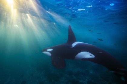 Schwertwale: Orca-Populationen durch Umweltgifte bedroht