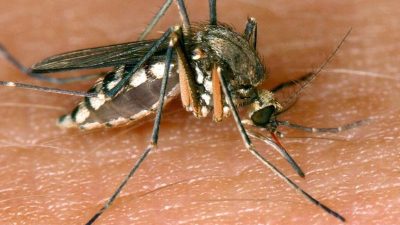 Neue exotische Mückenart in Hessen nachgewiesen