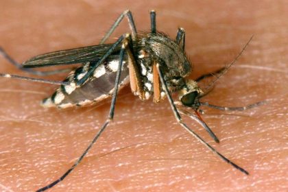 Neue exotische Mückenart in Hessen nachgewiesen