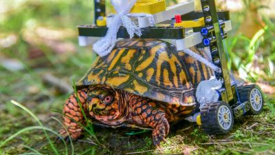 Schildkröte rollt dank Lego-Rollstuhl wieder durch Zoo-Klinik