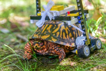 Tierisch geniale Prothesen machen das Leben wieder lebenswert