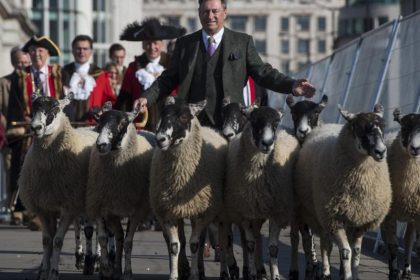 Heute in London: Blökende Schafe unterwegs