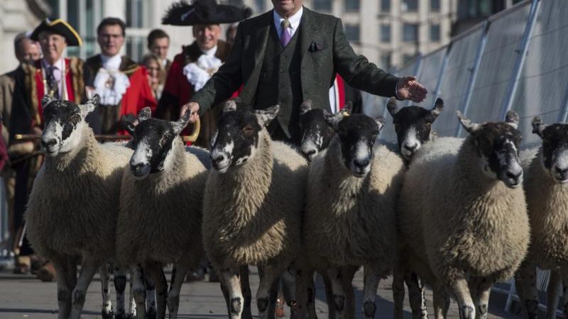 Heute in London: Blökende Schafe unterwegs