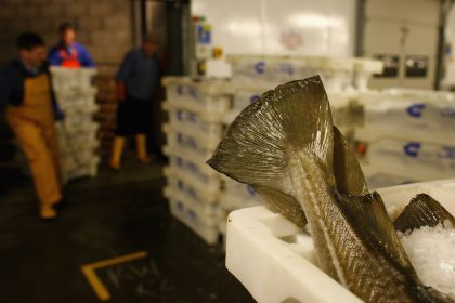 Weniger Hering, dafür mehr Dorsch – EU legt Fangquoten für Ostsee fest