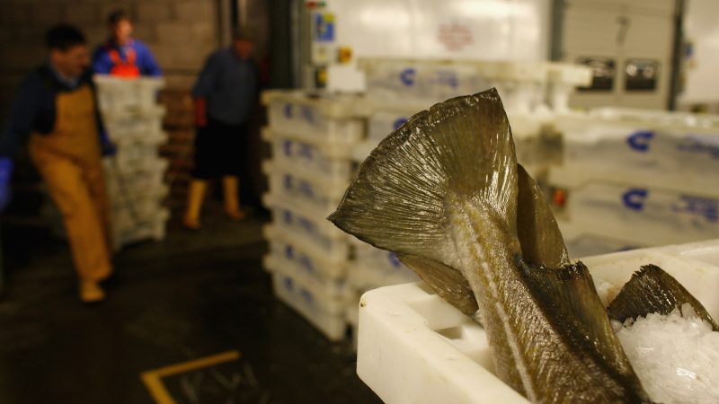 Weniger Hering, dafür mehr Dorsch – EU legt Fangquoten für Ostsee fest