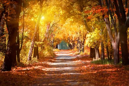Verklärter Herbst – Von Georg Trakl