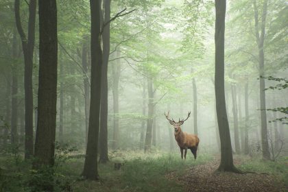 Lustig ist das Zigeunerleben – Deutsches Volkslied + Video