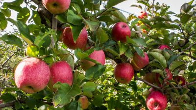 2018 war ein gutes Apfeljahr – Obstbauern im „Alten Land“ bei Hamburg sind zufrieden