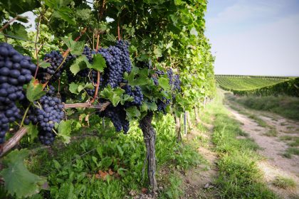 Ertragsobergrenze erreicht – Weinbauern müssen reife Trauben verfaulen lassen