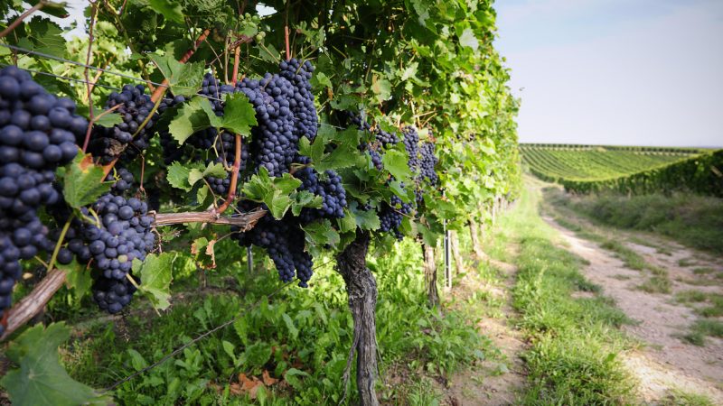 Ertragsobergrenze erreicht – Weinbauern müssen reife Trauben verfaulen lassen