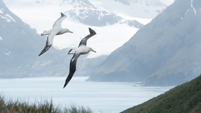 Riesenmäuse bedrohen seltene Albatros-Art auf britischer Insel im Südatlantik