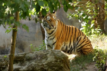 China erlaubt eingeschränkten Handel mit Nashorn- und Tigerprodukten