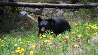 Straf- oder Heldentat? Bärenbaby von Wanderer gerettet – Er riskierte sein Leben und eine Anklage