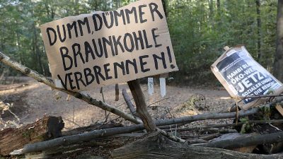 Öko-Suchmaschine Ecosia will Hambacher Forst kaufen