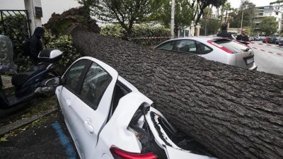 Autofahrer in Nordrhein-Westfalen von umstürzendem Baum erschlagen
