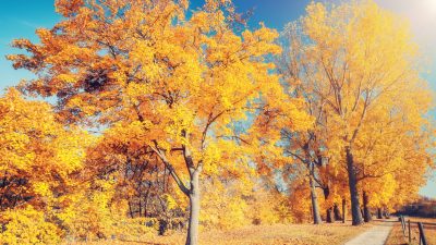 Herbsttag – Von Friedrich Hebbel
