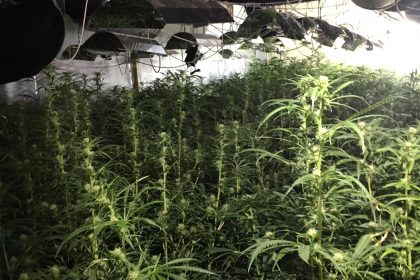 Gelsenkirchen: Cannabisplantage wegen piependen Feuermelders aufgeflogen