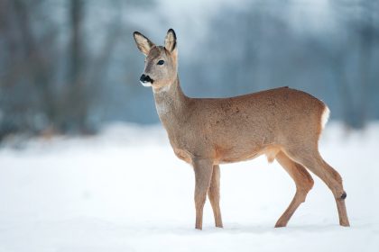 Im Park – Von Joachim Ringelnatz