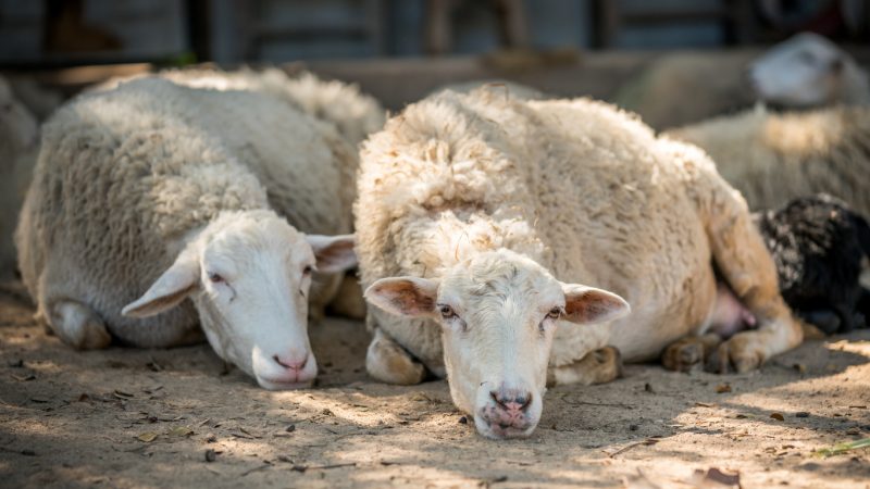 Velden: Triebtäter frühmorgens unterwegs – Trächtiges Schaf geschändet – Muttertier und ungeborenes Lamm tot