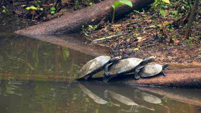 Schildkröten-Population am Amazonas erholt sich