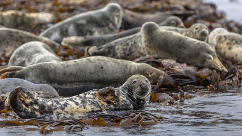 Robben greifen Angler an – Rettungsaktion in Schottland