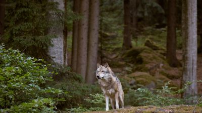 Immer mehr Wolfsrudel leben in Deutschland