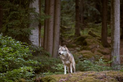 Immer mehr Wolfsrudel leben in Deutschland