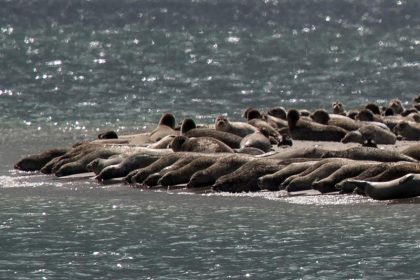 Wattenmeer: Neuer Rekord beim Nachwuchs der Seehunde