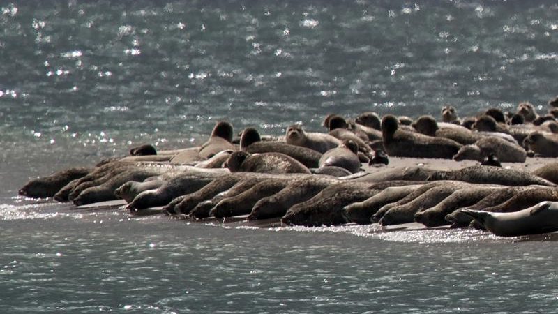 Wattenmeer: Neuer Rekord beim Nachwuchs der Seehunde