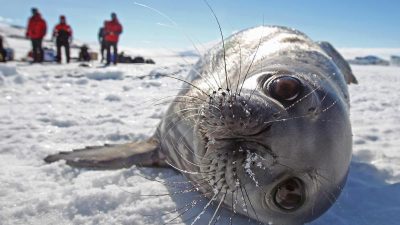 Pläne für Meeresschutzgebiet am Südpol gescheitert