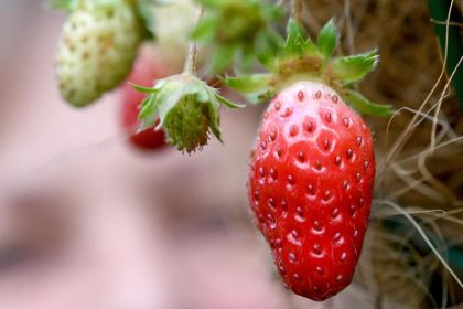 Warentest: Erdbeeren aus Südeuropa nicht stärker pestizidbelastet als heimische