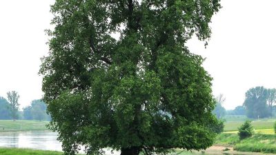 Markanter Hingucker: Flatter-Ulme ist Baum des Jahres 2019