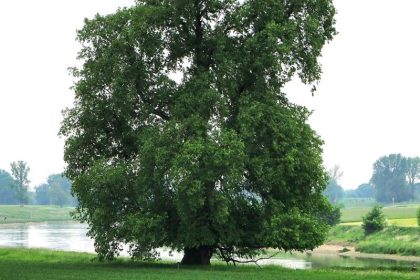 Markanter Hingucker: Flatter-Ulme ist Baum des Jahres 2019