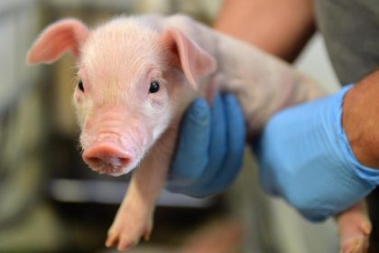 Tierärzte kritisieren Ferkelkastrations-Pläne der Bundesregierung