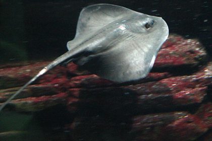 Stachelrochen tötet Schwimmer vor Tasmanien