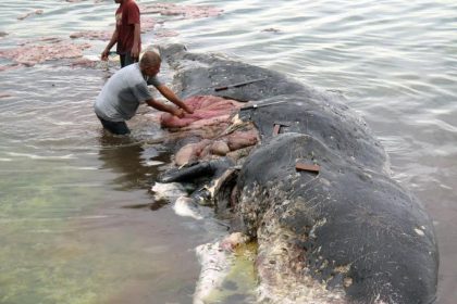 Plastikbecher, Plastiktüten, Flip Flops: Toter Pottwal mit sechs Kilogramm Plastik im Magen in Indonesien angeschwemmt