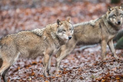 Schleswig-Holsteins Umweltminister: Der Wolf gehört jetzt dazu