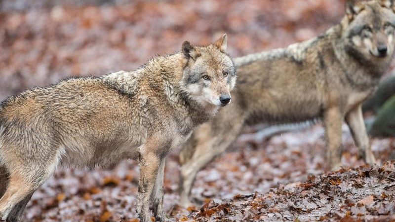 Schleswig-Holsteins Umweltminister: Der Wolf gehört jetzt dazu