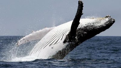 Helfer retten sechs gestrandete Wale in Neuseeland