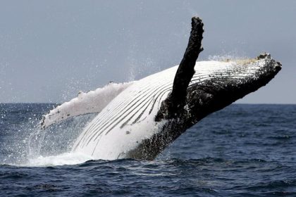 Helfer retten sechs gestrandete Wale in Neuseeland