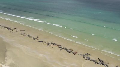145 gestrandete Grindwale in Neuseeland gestorben